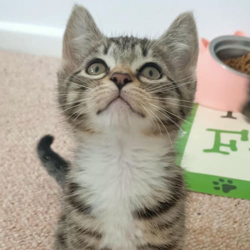 Lyra - Located in Eltham