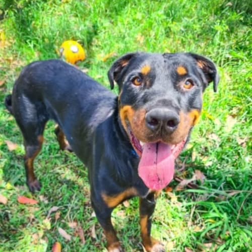 Jester (IMP No. 1410)