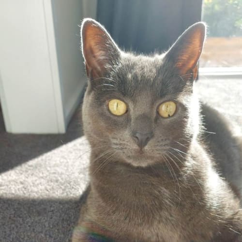 Cosmo