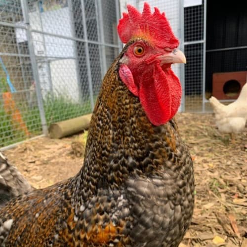 Wall-E