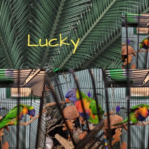 Lucky
