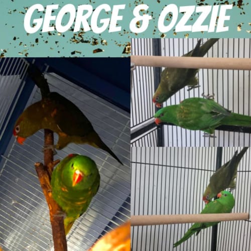 George & Ozzie