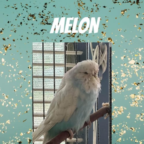 Melon