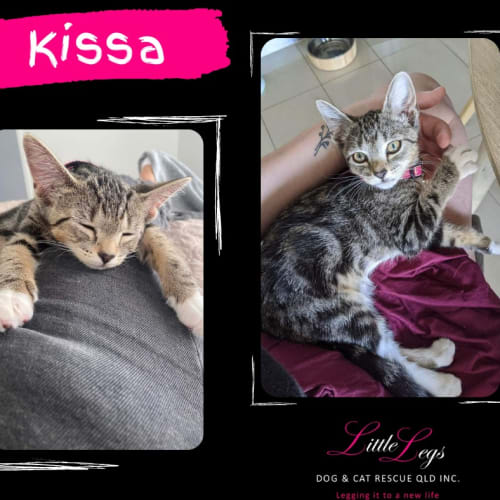 Kissa