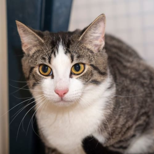 2nd Chance Cat Rescue PetRescue