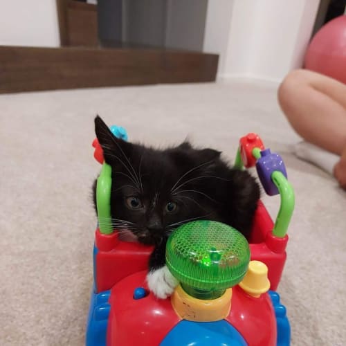 Night ** 2nd Chance Cat Rescue**