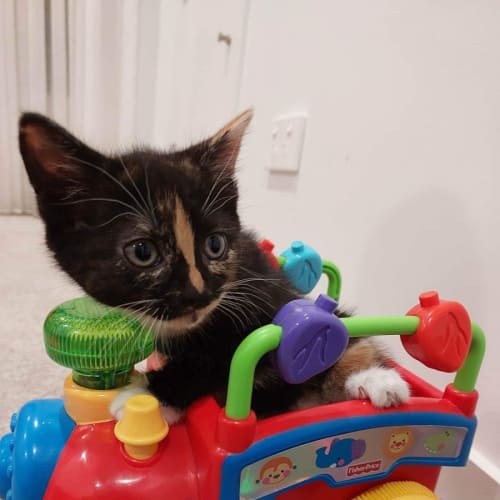 Sass **2nd Chance Cat Rescue**