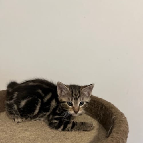 Noah - Located in Preston