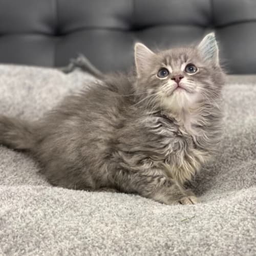 Ash