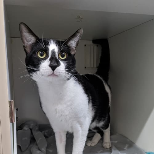 Tom