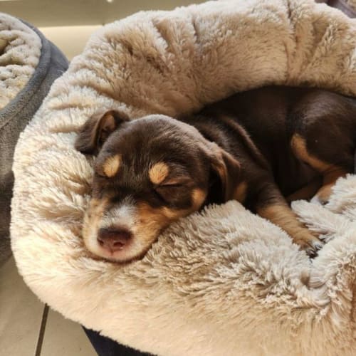 Brandy - 6 Week Old Jack Russell(On Hold 24/11/22)