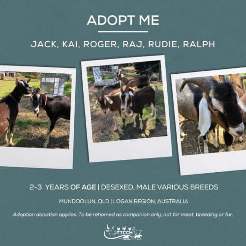 Jack, Kai, Roger, Raj, Rudie & Ralph