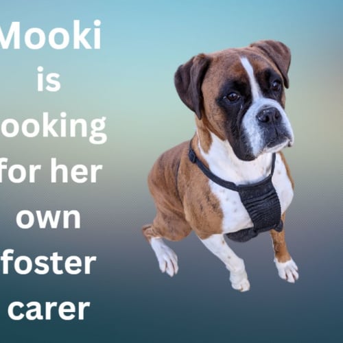 Mooki