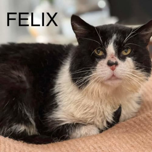 Felix