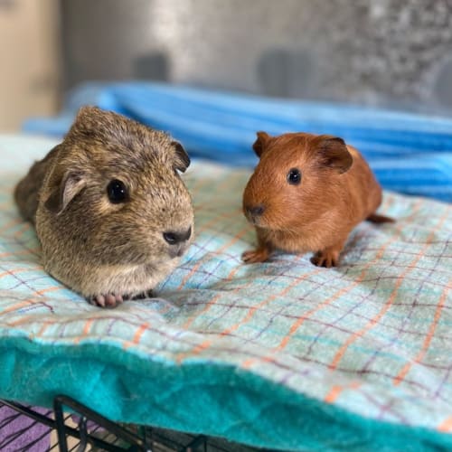 Houdini (mum) & Spice (daughter)