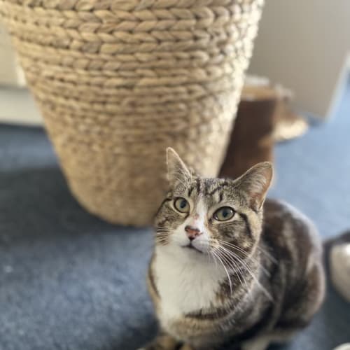 Louie