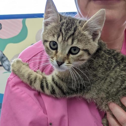 Striker