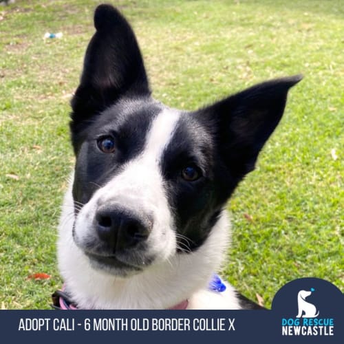 Cali - 6 Month Old Border Collie (On Trial)