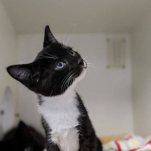 Olaf