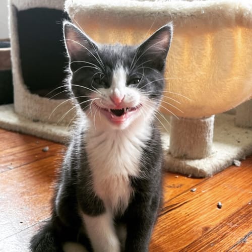 Jon Snow