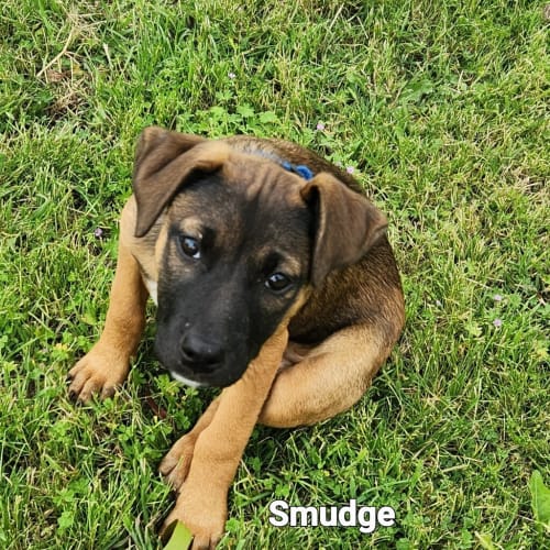 Smudge