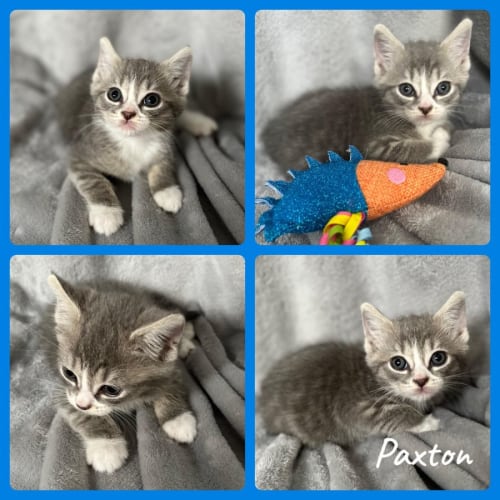 Paxton