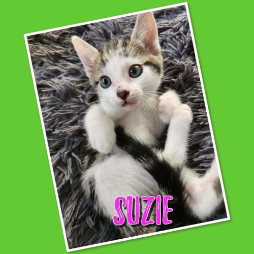 Suzie