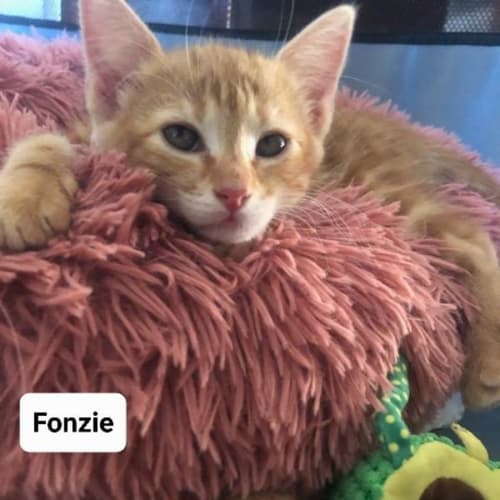 Fonzie
