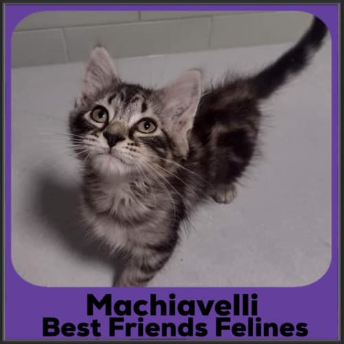 Machiavelli 