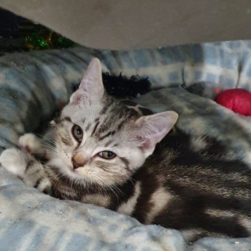 Kimba