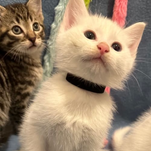 Briggs (Black Collar)