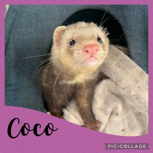 Coco