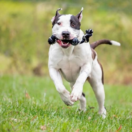 Chunk (IMP No. 1714)