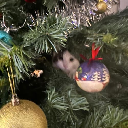 Tiny