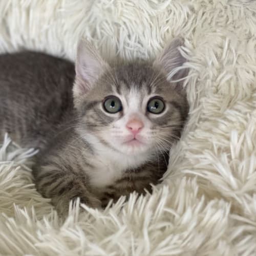 Peppermint
