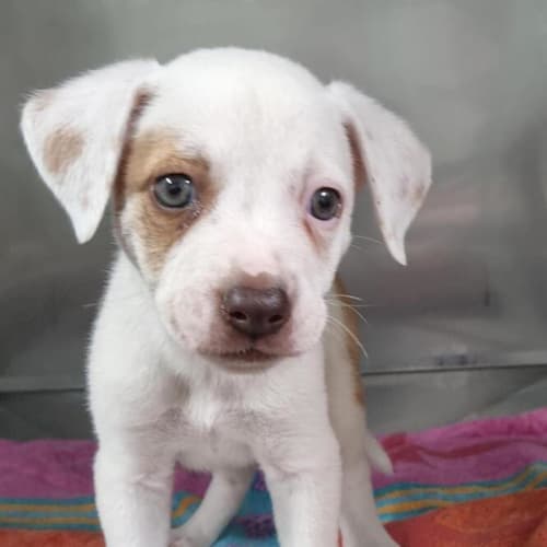 Bowie 
