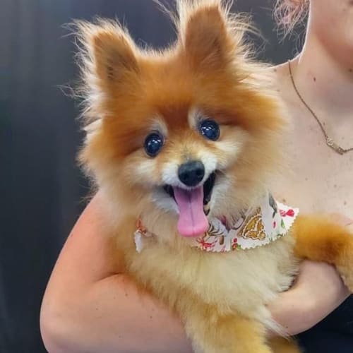 Foxy