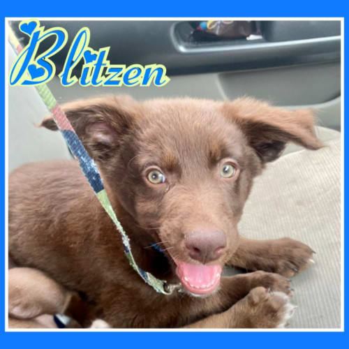 Blitzen 💙🦌