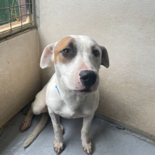 Jerry (IMP No. 1798)