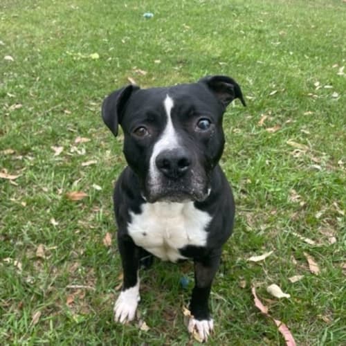 Jaguar (IMP No. 1387)