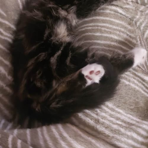 Gremlin