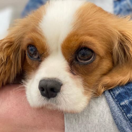 Hazel 