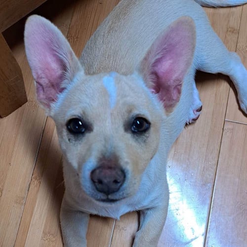 George - Fostered In Perth