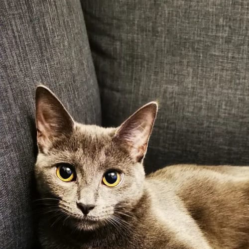 Indie and Clyde