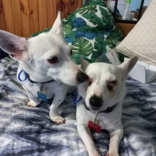 Scrappy & Scarlett