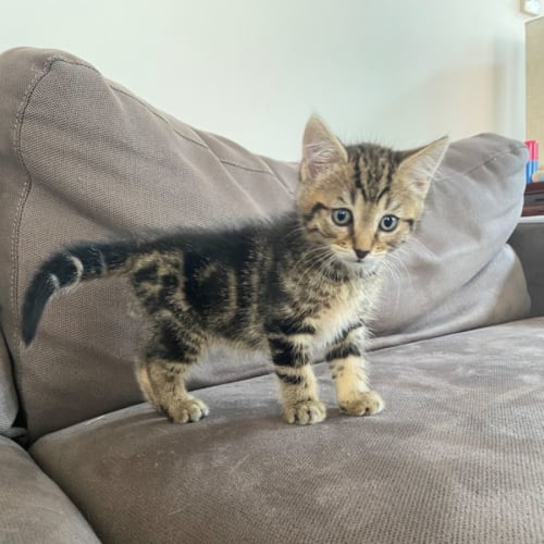 Simba