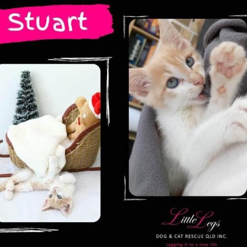 Stuart