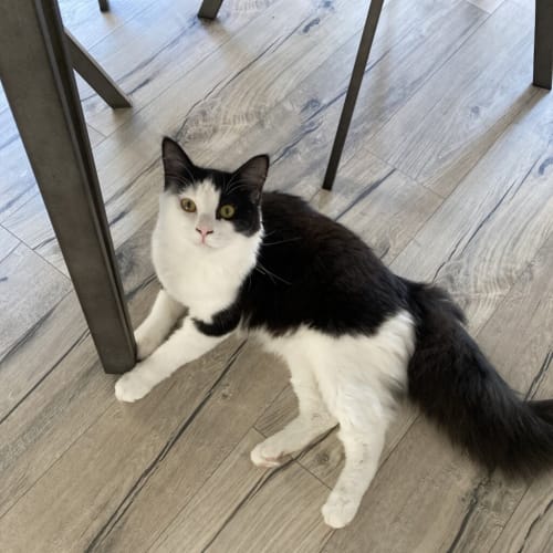 Hugo