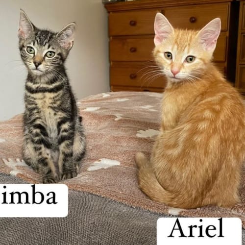Simba**2nd Chance Cat Rescue**