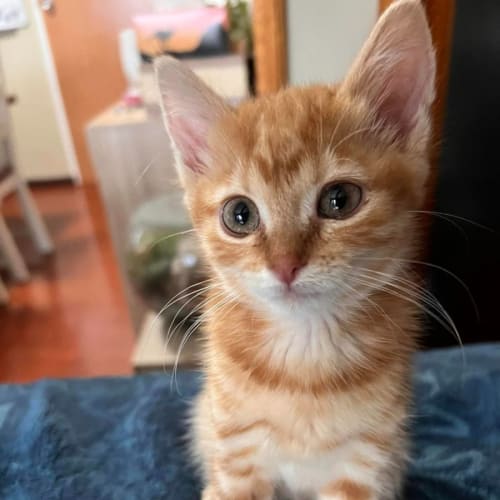 Koda